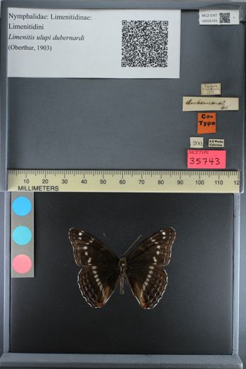 Media type: image;   Entomology 35743